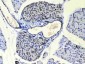 Anti-COPE Picoband Antibody